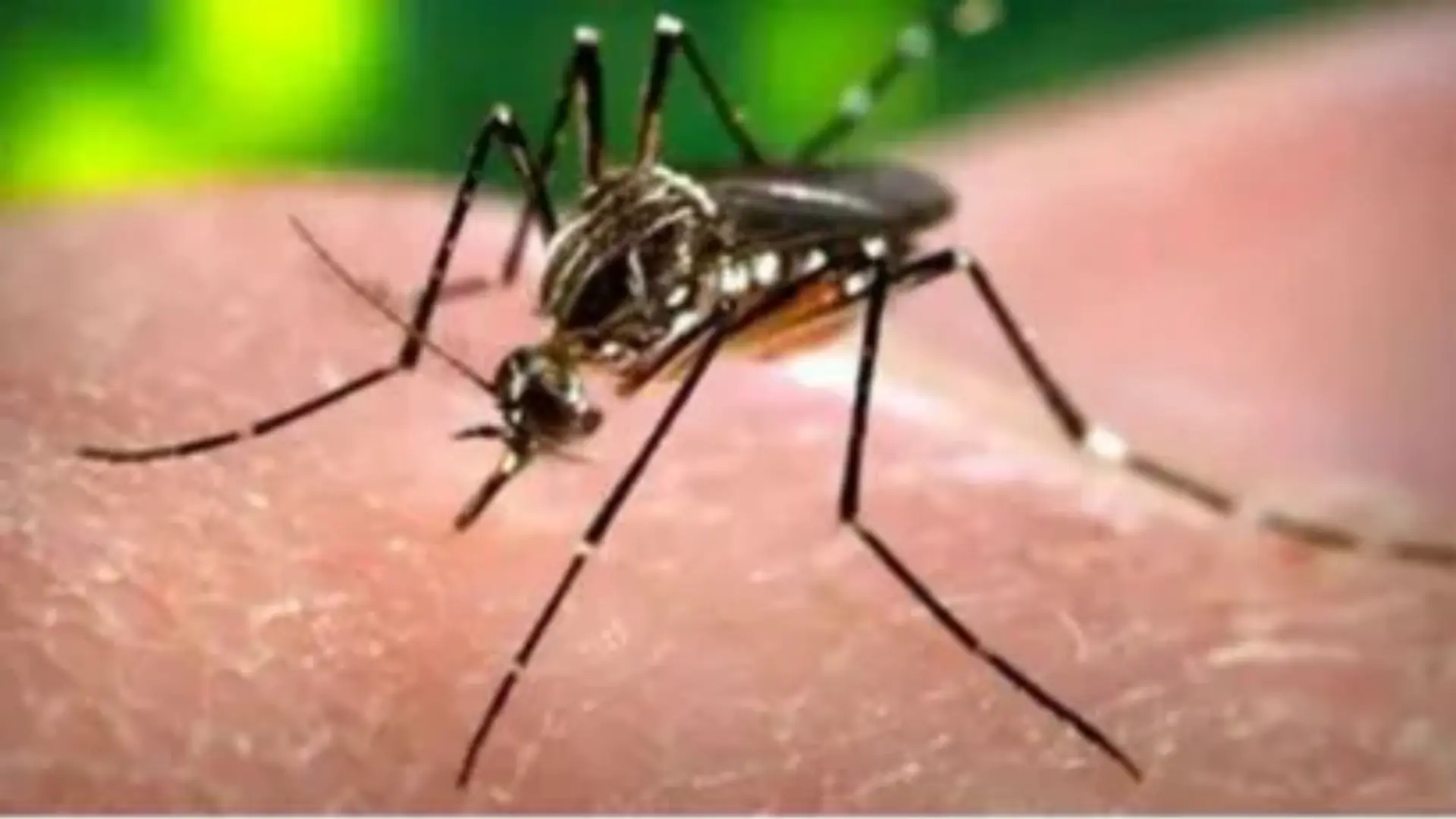 Zika Virus Outbreak in Pune, India: A Comprehensive Overview