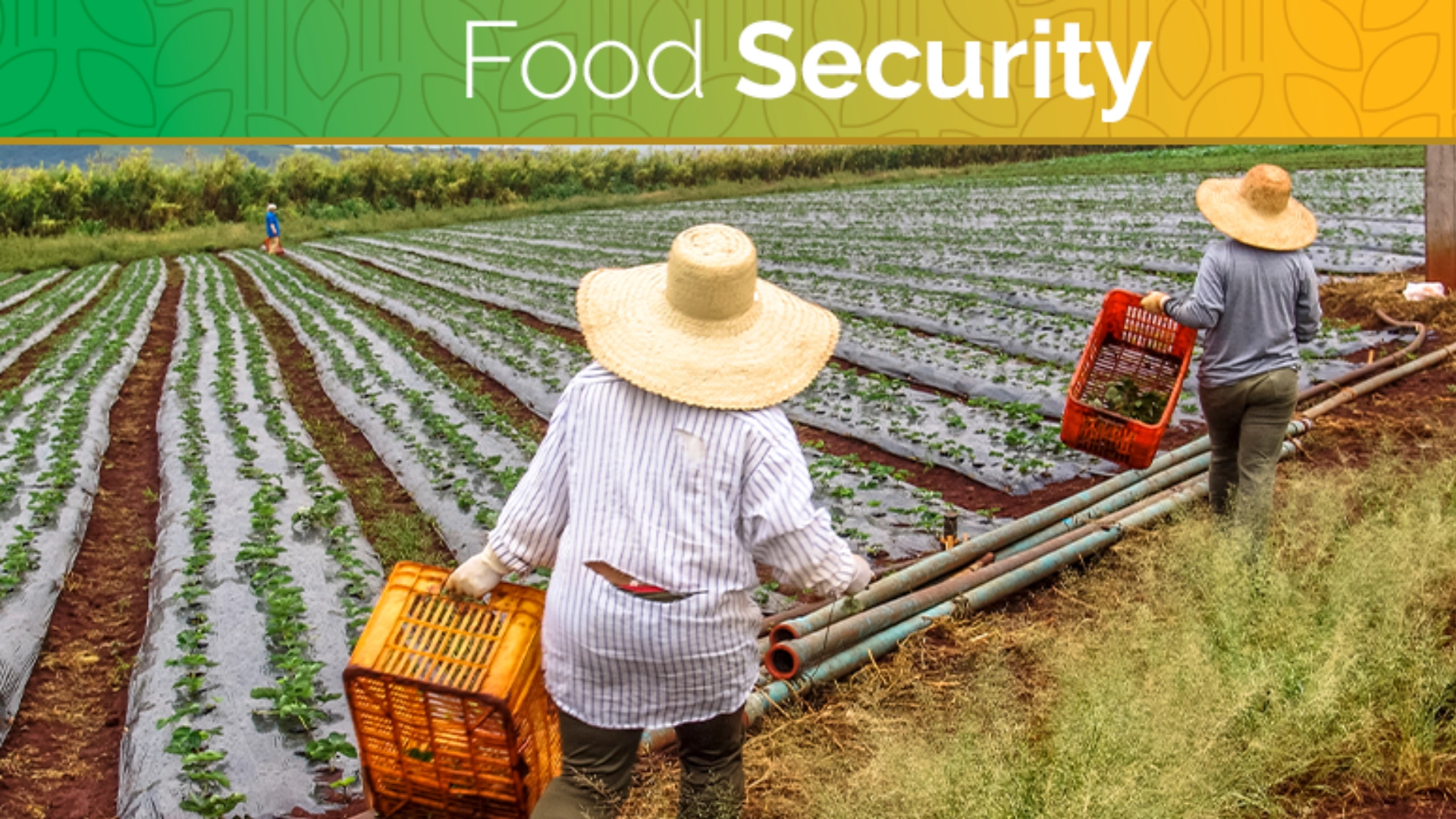 Global Food Security Crisis Worsens Amid Inflation and Trade Restrictions