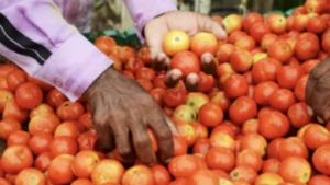 Tomato Prices Crash in Tamil Nadu, Farmers Forced to Destroy Crops