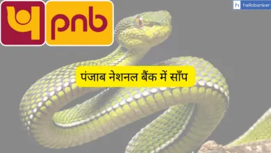 Snake in Bank: Snake Entered PNB Branch, Staff in Fear
