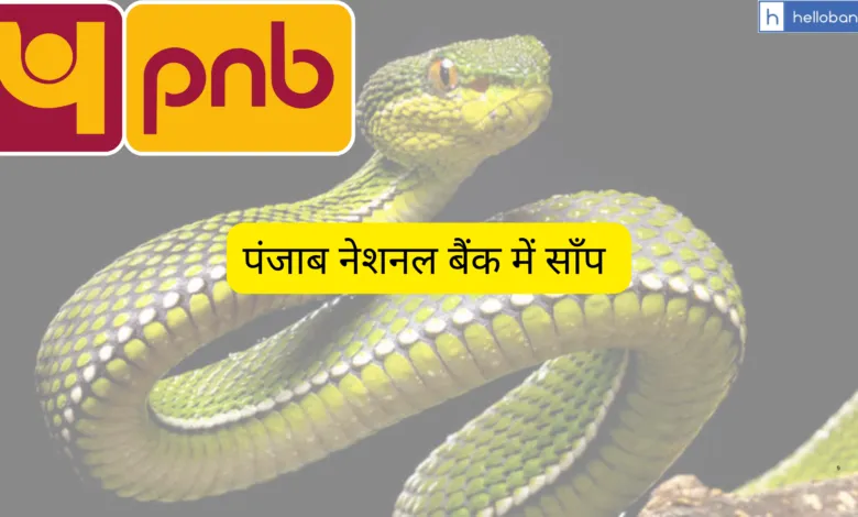 Snake in Bank: Snake Entered PNB Branch, Staff in Fear