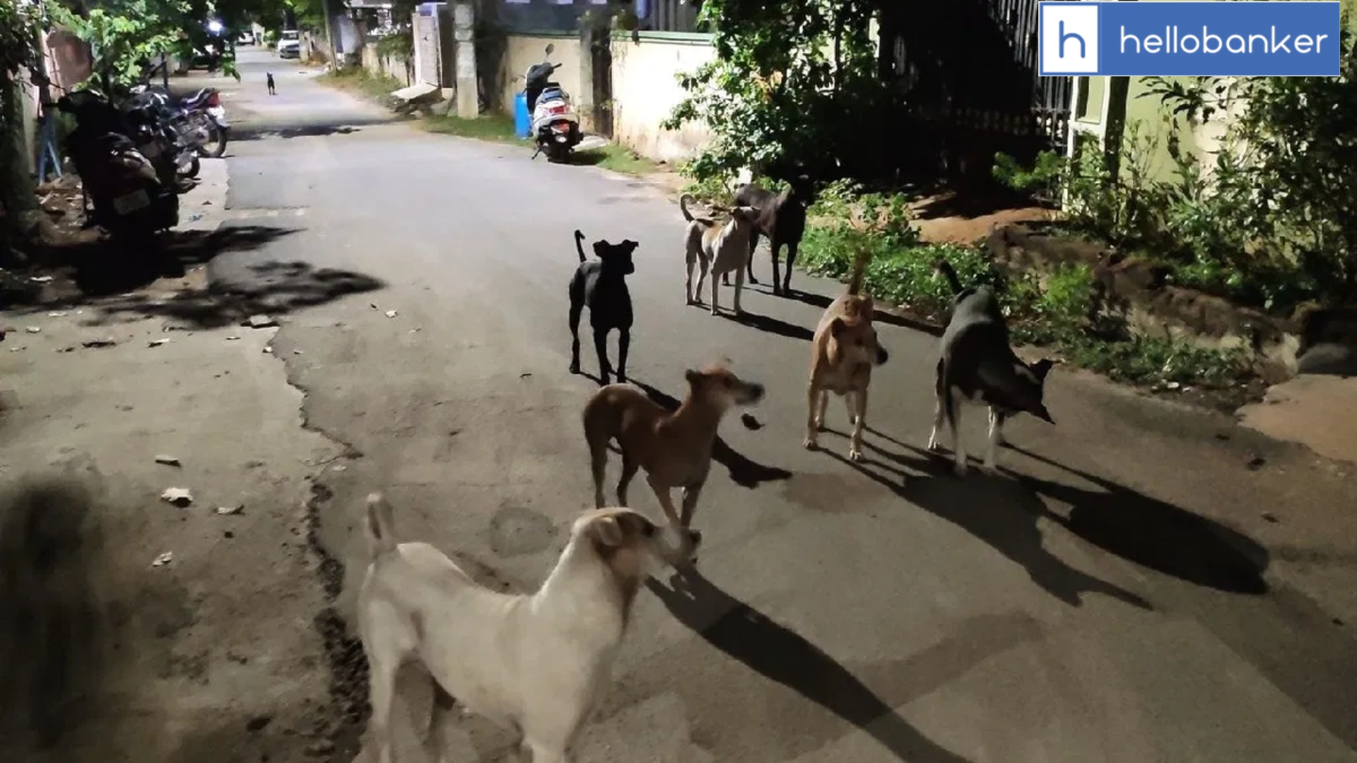 IAS Officer Attacked by Dog During Morning Walk in Chennai