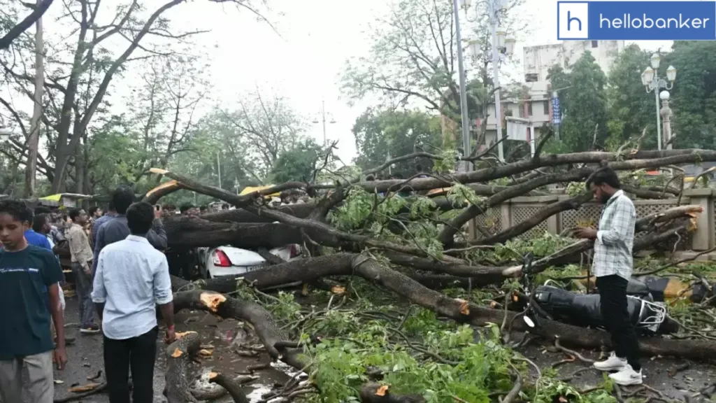 Massive Tree Falls on Car in Gwalior, Bystanders Rescue Driver and Prevent Major Accident