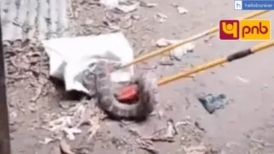 10 foot long python entered PNB bank in Gorakhpur, Employees and Customers Ran to Save their Life