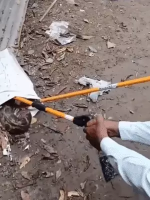 10 foot long python entered PNB bank in Gorakhpur