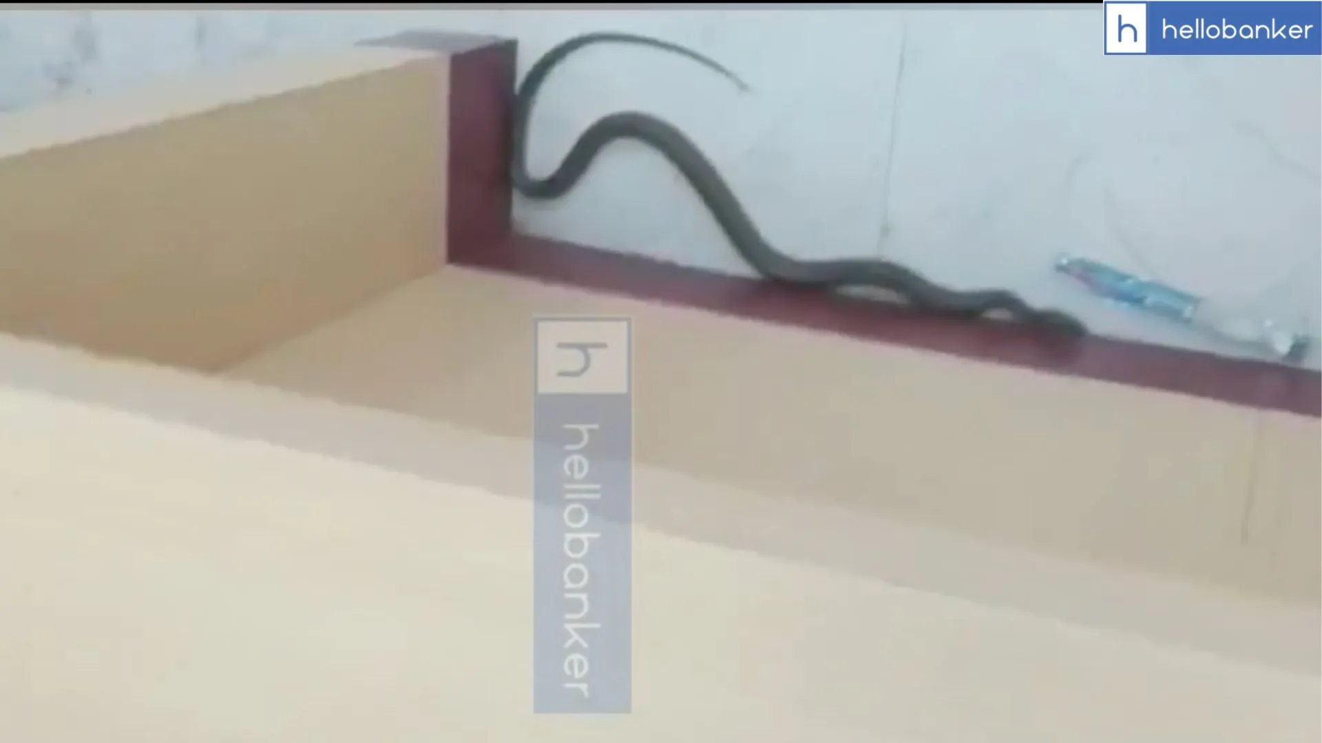 Chaos at PNB: Staff and Customers Ran to Save Life as Snake enters PNB Branch!