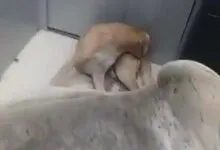 Cow and Dog sitting inside SBI ATM in Unnao