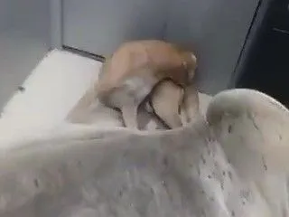 Cow and Dog sitting inside SBI ATM in Unnao