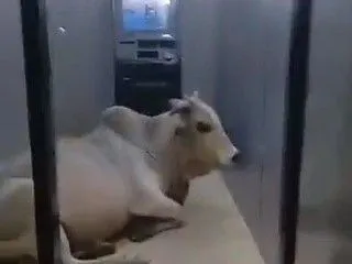 Cow and Dog sitting inside SBI ATM in Unnao